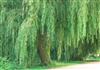WILLOW WEEPING WILLOW-Salix babylonica-Green Foliage  Zone 5