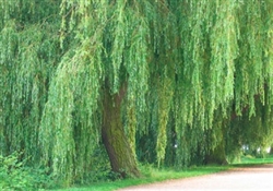 WILLOW WEEPING WILLOW-Salix babylonica-Green Foliage  Zone 5