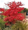 RED-LEAF JAPANESE MAPLE-ACER PALMATUM ATROPURPUREUM  Zone 5-8