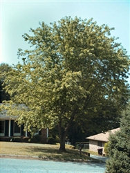 MAPLE-SILVER MAPLE- Aceraceae Acer saccharinum-Greenish to Reddish Flowers  Zone 3