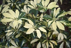 Schefflera arboricola 'Variegata' - Variegated Dwarf Umbrella Plant Tropical Zone 8b