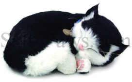 Cat Shorthair Black & White Perfect Petzzz SaltyPaws.com