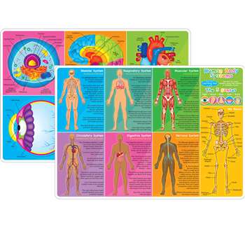 10Pk Human Body Learn Mat 2 Sided Write On Wipe Of, ASH95619