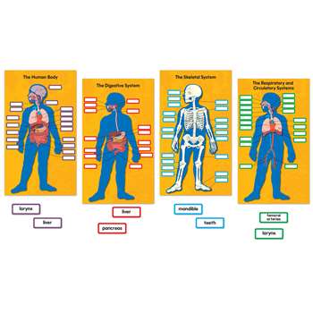 Human Body Bulletin Board Set By Carson Dellosa