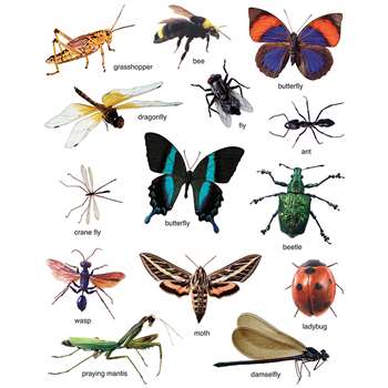 Insects: Photographic By Carson Dellosa