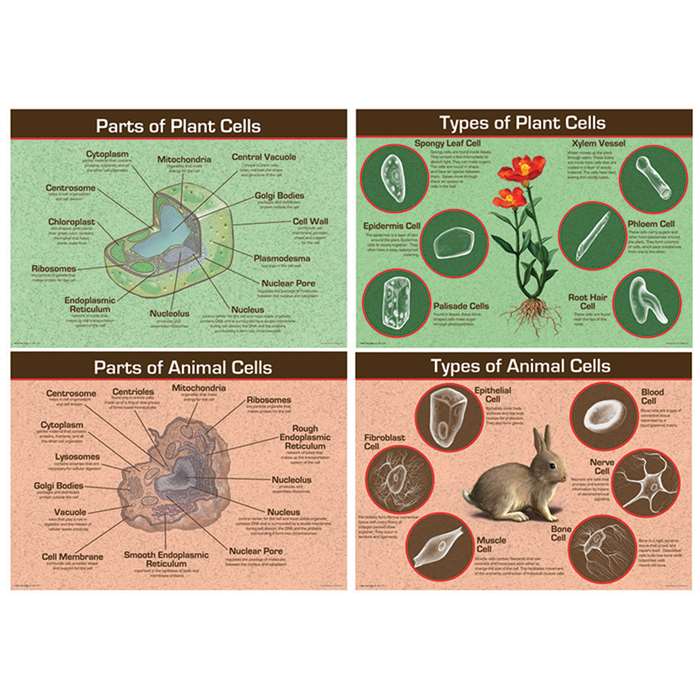 Animal & Plant Cells Bulletin Board Set By Carson Dellosa