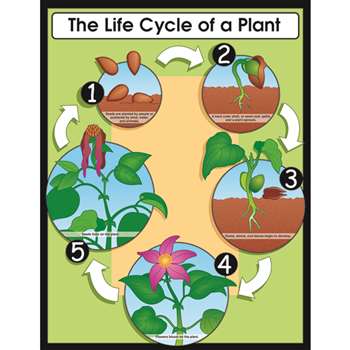 Chartlet The Life Cycle Of A Plant 17 X 22 By Carson Dellosa