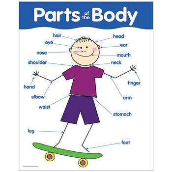 Chart Parts Of The Body By Creative Teaching Press