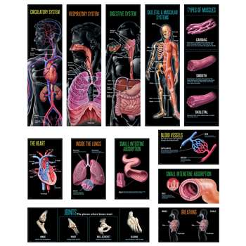 Human Body Mini Bulletin Board St Gr 3-5, CTP6987