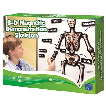 Hands On 3D Magnets Skeletal System By Educational Insights