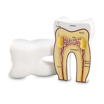 Tooth Cross-Section Model By Learning Resources