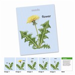 New View Science Life Cycles Card Set By Learning Resources