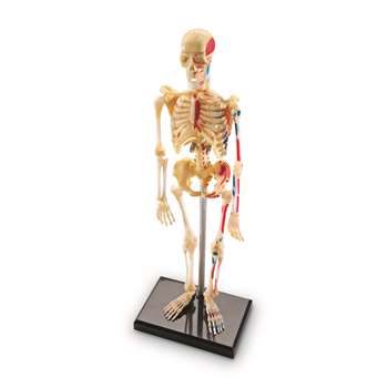 Model Skeleton By Learning Resources