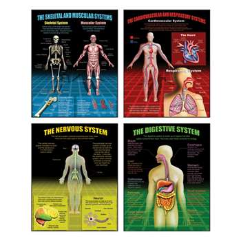 The Human Body Teaching Poster Set By Mcdonald Publishing