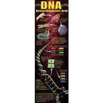 Dna Colossal Poster By Mcdonald Publishing