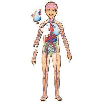 Human Body With Organs Floor Puzzle, PPAFL076