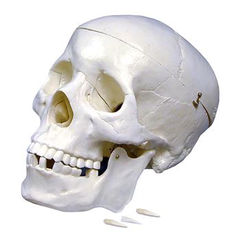 Plastic Skull Model, SKFB12406S3