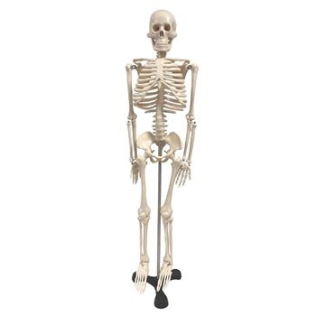 Skeleton 34&quot; SKFB12409S3