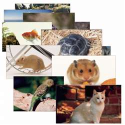 Pets 14 Poster Cards By Stages Learning Materials