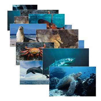Sea Life 14 Poster Cards By Stages Learning Materials