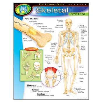 Chart Skeletal System Gr 5-8 17X22 17 X 22 Grade 5-8 By Trend Enterprises