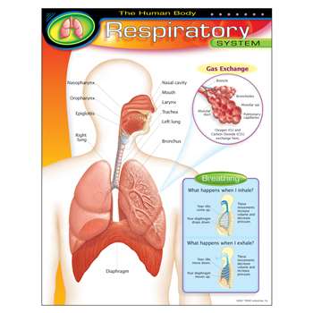 Chart Respiratory System By Trend Enterprises