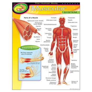 Chart Muscular System By Trend Enterprises