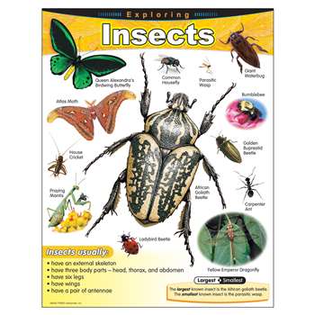 Chart Exploring Insects Grades 1-5 By Trend Enterprises