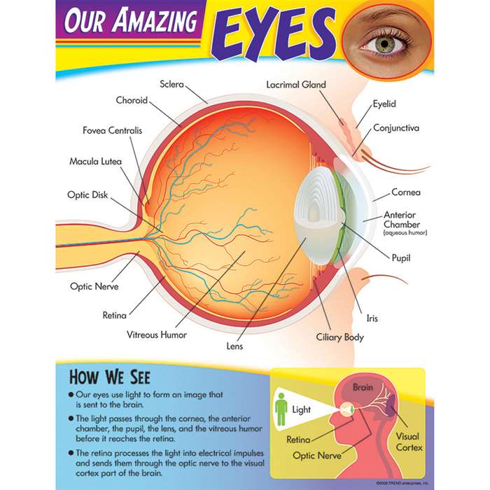 Learning Chart Our Amazing Eye By Trend Enterprises