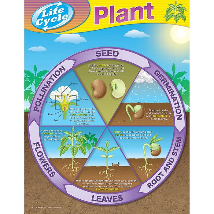 Life Cycles - From Seed To Plant Chart By Teacher Created Resources