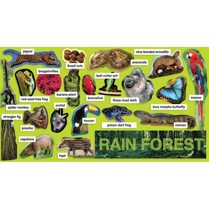 Rainforest Plants & Animals Mini Bulletin Board Set Gr Pk-5 By Teachers Friend