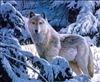 1106  3d white wolf in snow