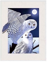 717 5D 30x40cm Deep Owl