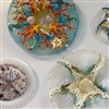 A white wall with various circular fused glass art pieces hanging on it. All the pieces have an ocean theme. Thereâ€™s a blue one with colorful coral and seahorses, a pale cream and blue starfish design, a sand dollar, and another smaller starfish.