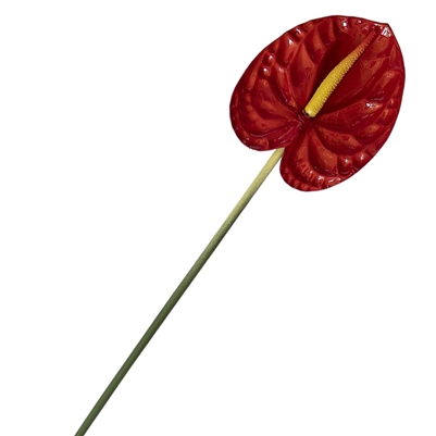 Anthurium - Red