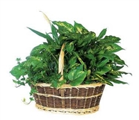 Green Garden Basket