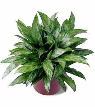 Chinese Evergreen Plant