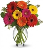 Gerbera Brights