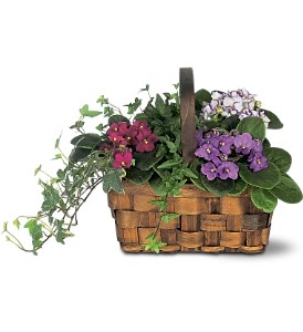 Mixed African Violet Basket