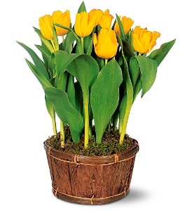 Potted Tulips