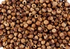 5 Grams - Navajo Ghost Beads Cedar Juniper Berries Seeds with Holes