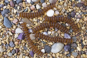 Strand of Sea Glass Button Freeform Beads - Dark Amber