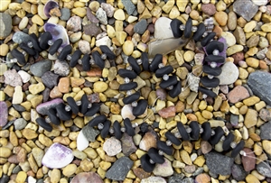 Strand of Sea Glass Button Freeform Beads w/Spacers - Jet Black