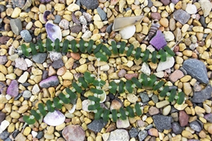 Strand of Sea Glass Button Freeform Beads w/Spacers - Shamrock Green