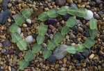 Strand of Sea Glass Flat Freeform Beads - Pale Green