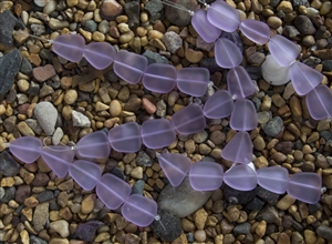 Strand of Sea Glass Flat Freeform Beads - Periwinkle (Color Changing)