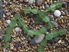 Strand of  Sea Glass Flat Freeform Beads - Shamrock Green