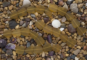 Strand of Sea Glass Flat Freeform Beads - Topaz / Amber