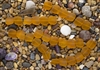Strand of Sea Glass Flat Square Nugget Beads - Hyacinth Orange