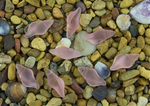 1 Sea Glass Mini Conch Shell Pendant - Blossom Pink